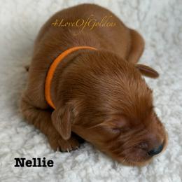Nellie - Dark golden female Golden Retriever puppy in La Verne, California from 4LoveofGoldens