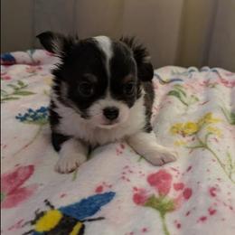 Sebastion - Black and white male Chihuahua puppy in Amity, Pennsylvania from Baxters Chihuahuas