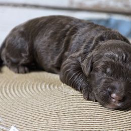 Jasper - Brown male Bernedoodle puppy in Austin, Texas from Austin Doodles & Poodles