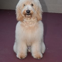 Goldendoodle Puppies from Island Doods