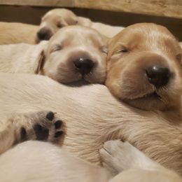 Golden Retriever Puppies from Ramblin Gypsy Ranch