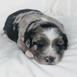 Boy 2 Green - Blue merle male Australian Shepherd puppy in Yakima, Washington from Naches Heights Ranch