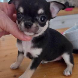 Tiny Boy - Black and tan male Chihuahua puppy in Cape Coral, Florida from Inspired Chihuahuas
