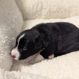 Mr. Gibbs - Black and white male Border Collie puppy in Linton, Indiana from Kraken Border Collies
