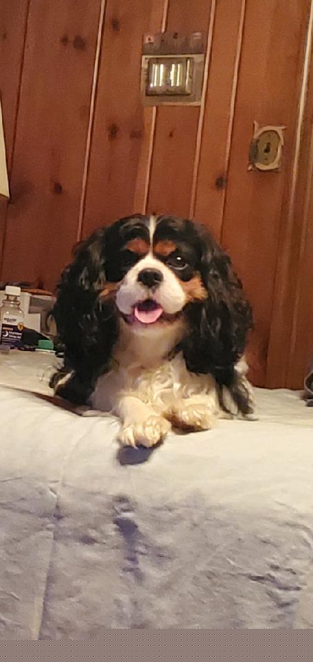 Hunter - Cavalier King Charles Spaniel
