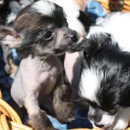 Chihuahua and Chinese Crested Puppies from Western Kentucky Chihuahua’s and Chinese Crested’s
