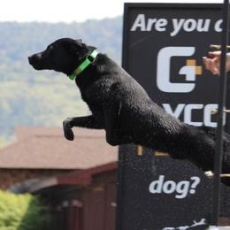 Border Collies, Labrador Retrievers, and Sporty Mixes from Memento Vivere Kennels