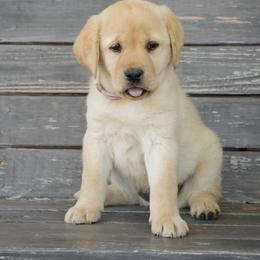 Yellow female - Yellow female Labrador Retriever puppy in Mississippi from Sure Shot English Labs