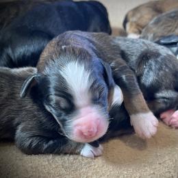 Girl 2 - Tri-color female Bernedoodle puppy in Kansas City, Missouri from Beary GoldenDoodles