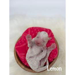 Lemon - Parti female Goldendoodle puppy in Smithfield, Kentucky from KBK9 Kennels