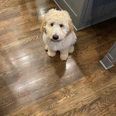 Goldendoodle, Labradoodle, Poodle, and Saint Berdoodle Puppies from Dent’s Doodles