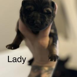 Girl - Sable female German Shepherd puppy in Athol, Idaho from Coterie Shepherds