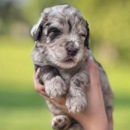 Osborne - Chocolate male Assorted Doodle Crosses puppy in Kansas City, Missouri from Beary GoldenDoodles