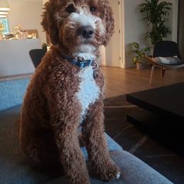 Goldendoodle All Grown Up from Goldendoodle AZ