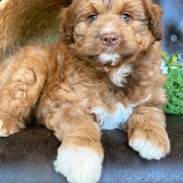 Hank - Red merle male Aussiedoodle puppy in Troy, South Carolina from Australian Shepherds of 3/W Farms