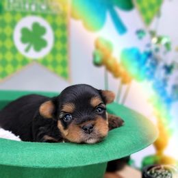 Maltese and Yorkshire Terrier Puppies from Tampa Teacup Puppies