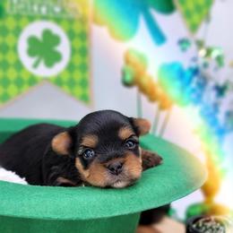 Maltese and Yorkshire Terrier Puppies from Tampa Teacup Puppies