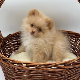 Kovu - Cream male Pomeranian puppy in Phoenix, Arizona from Luxpomz