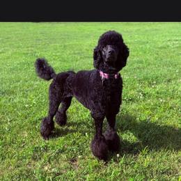 White  collar - Black female Poodle puppy in Henagar, Alabama from Windy Oak Kennels