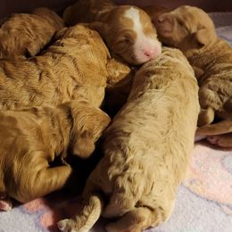 Girl 3 - Apricot female Labradoodle puppy in Fostoria, Michigan from North Country Kennel Club