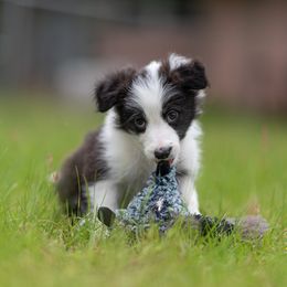 Border Collie Puppies from High Point Border Collies