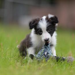 Border Collie Puppies from High Point Border Collies