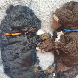Labradoodle Puppies from Tug Hill Mini Labradoodles