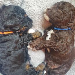 Labradoodle Puppies from Tug Hill Mini Labradoodles