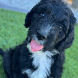 Shadow - Sheepadoodle puppy from Desert Lily Doodles