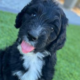 Shadow - Sheepadoodle puppy from Desert Lily Doodles
