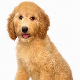 Phoneix - Apricot female Goldendoodle puppy in Yuciapa, California from AlltheDoodlez_