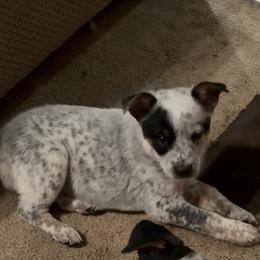 Australian Cattle Dog Puppies from Teyvat Cattle Dogs