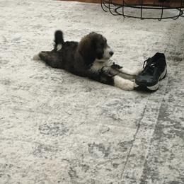 Bernedoodle and Poodle Puppies from Sunset Family Farm