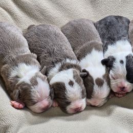 Indy - Lilac female Boston Terrier puppy in Millers Creek, North Carolina from Tumbling Shoals Hilltop Bostons
