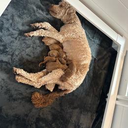 Goldendoodle puppies from River Town Doodles