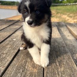 Ruthie - Black tri-color female Australian Shepherd puppy in Denton, North Carolina from Double R Farm Aussies
