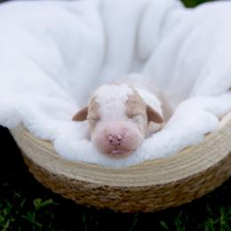 Teddy - Brown and white male Sheepadoodle puppy in Los Angeles, California from Exquisite Doodles