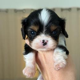 Bert - Tri-color male Cavalier King Charles Spaniel puppy in Spring Hill, Florida from Stardom Chihuahuas & CKCS
