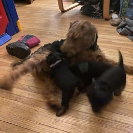 Welsh Terrier Puppies from Snow Dragon Welsh Terriers