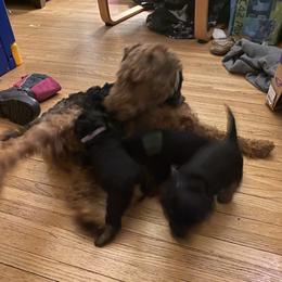 Welsh Terrier Puppies from Snow Dragon Welsh Terriers