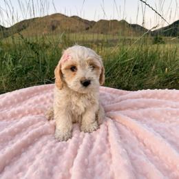 Lilac - Blenheim female Cavachon puppy in Malad, Idaho from Sunny Hill Puppies
