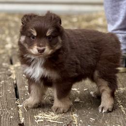 Callan - Red tri male Miniature Australian Shepherd puppy in Patterson, North Carolina from DreamLine Aussies
