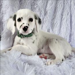 Oasis- LUA, long coat male - White and black male Dalmatian puppy in Gray, Georgia from Fuller Spots
