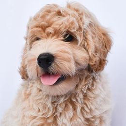 Bernedoodles and Goldendoodles from Brown’s Golden Paws