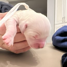 Ms White - Light golden female Golden Retriever puppy in Galt, California from Golden Hearts Ranch English Cream Retrievers