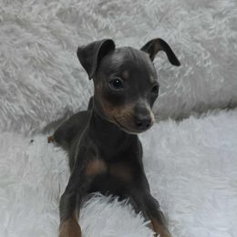 STILL THINKING ABOUT IT - Miniature Pinscher
