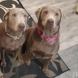Dilute Retrievers and Labrador Retrievers from Southernend Silvers