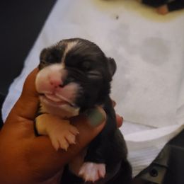 Boston Terrier Puppies from The Christian Bostons