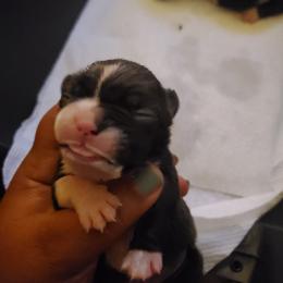 Boston Terrier Puppies from The Christian Bostons