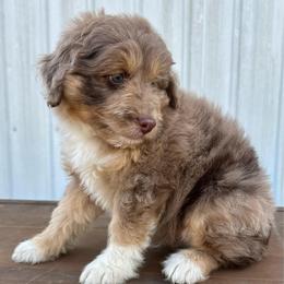 Firecracker - Red merle male Aussiedoodle puppy in Loretto, Tennessee from K Kountry Farm